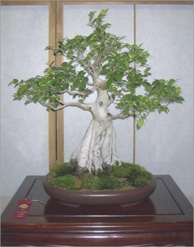 Ficus nitida